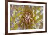 USA, Washington State, Seabeck. Dahlia blossom close-up.-Jaynes Gallery-Framed Photographic Print