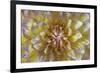 USA, Washington State, Seabeck. Dahlia blossom close-up.-Jaynes Gallery-Framed Photographic Print