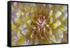 USA, Washington State, Seabeck. Dahlia blossom close-up.-Jaynes Gallery-Framed Stretched Canvas