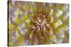 USA, Washington State, Seabeck. Dahlia blossom close-up.-Jaynes Gallery-Stretched Canvas