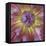 USA, Washington State, Seabeck. Dahlia blossom close-up.-Jaynes Gallery-Framed Stretched Canvas