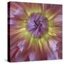 USA, Washington State, Seabeck. Dahlia blossom close-up.-Jaynes Gallery-Stretched Canvas