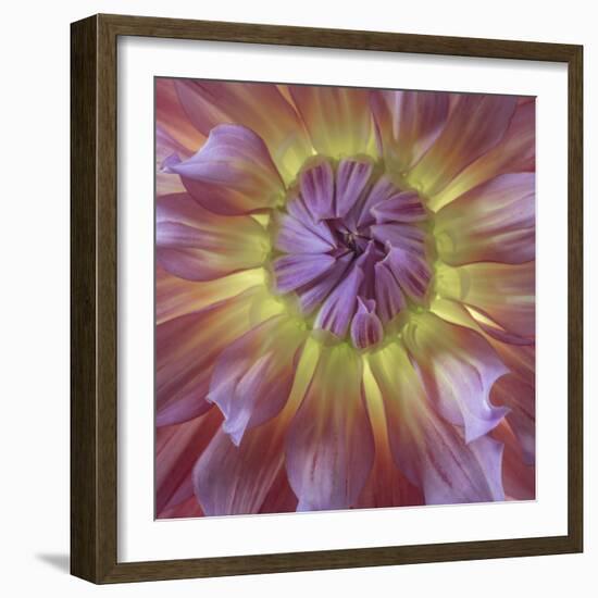 USA, Washington State, Seabeck. Dahlia blossom close-up.-Jaynes Gallery-Framed Premium Photographic Print