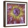 USA, Washington State, Seabeck. Dahlia blossom close-up.-Jaynes Gallery-Framed Premium Photographic Print