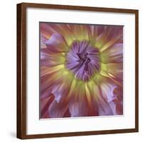 USA, Washington State, Seabeck. Dahlia blossom close-up.-Jaynes Gallery-Framed Premium Photographic Print