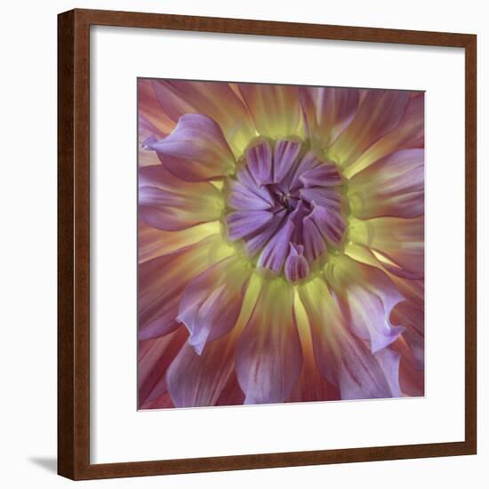 USA, Washington State, Seabeck. Dahlia blossom close-up.-Jaynes Gallery-Framed Premium Photographic Print