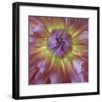 USA, Washington State, Seabeck. Dahlia blossom close-up.-Jaynes Gallery-Framed Premium Photographic Print