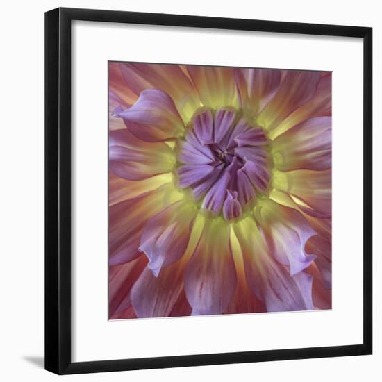 USA, Washington State, Seabeck. Dahlia blossom close-up.-Jaynes Gallery-Framed Premium Photographic Print