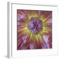 USA, Washington State, Seabeck. Dahlia blossom close-up.-Jaynes Gallery-Framed Premium Photographic Print