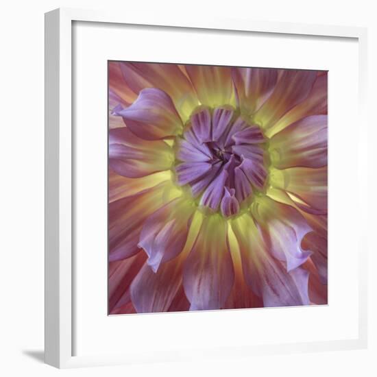 USA, Washington State, Seabeck. Dahlia blossom close-up.-Jaynes Gallery-Framed Premium Photographic Print