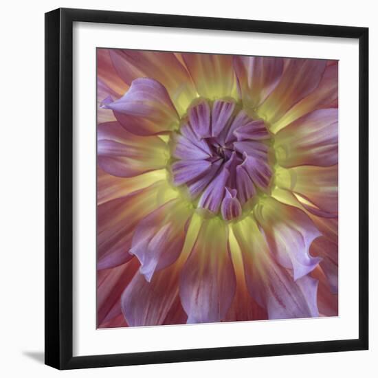 USA, Washington State, Seabeck. Dahlia blossom close-up.-Jaynes Gallery-Framed Premium Photographic Print