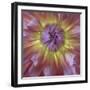 USA, Washington State, Seabeck. Dahlia blossom close-up.-Jaynes Gallery-Framed Premium Photographic Print