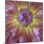 USA, Washington State, Seabeck. Dahlia blossom close-up.-Jaynes Gallery-Mounted Premium Photographic Print