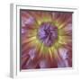 USA, Washington State, Seabeck. Dahlia blossom close-up.-Jaynes Gallery-Framed Photographic Print