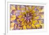 USA, Washington State, Seabeck. Dahlia blossom close-up.-Jaynes Gallery-Framed Photographic Print