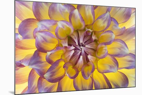 USA, Washington State, Seabeck. Dahlia blossom close-up.-Jaynes Gallery-Mounted Photographic Print
