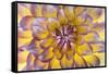 USA, Washington State, Seabeck. Dahlia blossom close-up.-Jaynes Gallery-Framed Stretched Canvas