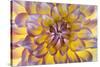 USA, Washington State, Seabeck. Dahlia blossom close-up.-Jaynes Gallery-Stretched Canvas