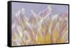 USA, Washington State, Seabeck. Dahlia blossom petals close-up.-Jaynes Gallery-Framed Stretched Canvas