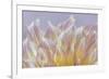 USA, Washington State, Seabeck. Dahlia blossom petals close-up.-Jaynes Gallery-Framed Photographic Print