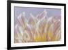 USA, Washington State, Seabeck. Dahlia blossom petals close-up.-Jaynes Gallery-Framed Photographic Print