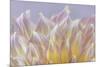 USA, Washington State, Seabeck. Dahlia blossom petals close-up.-Jaynes Gallery-Mounted Photographic Print