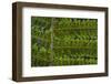 USA, Washington State, Seabeck. Detail of spores on underside of fern leaf.-Jaynes Gallery-Framed Photographic Print