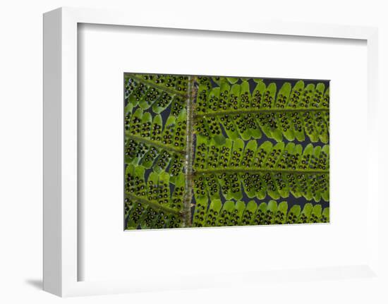 USA, Washington State, Seabeck. Detail of spores on underside of fern leaf.-Jaynes Gallery-Framed Photographic Print