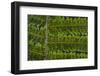 USA, Washington State, Seabeck. Detail of spores on underside of fern leaf.-Jaynes Gallery-Framed Photographic Print