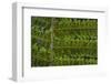 USA, Washington State, Seabeck. Detail of spores on underside of fern leaf.-Jaynes Gallery-Framed Photographic Print