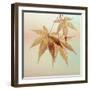 USA, Washington State, Seabeck. Fall maple leaves.-Jaynes Gallery-Framed Photographic Print