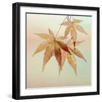 USA, Washington State, Seabeck. Fall maple leaves.-Jaynes Gallery-Framed Photographic Print