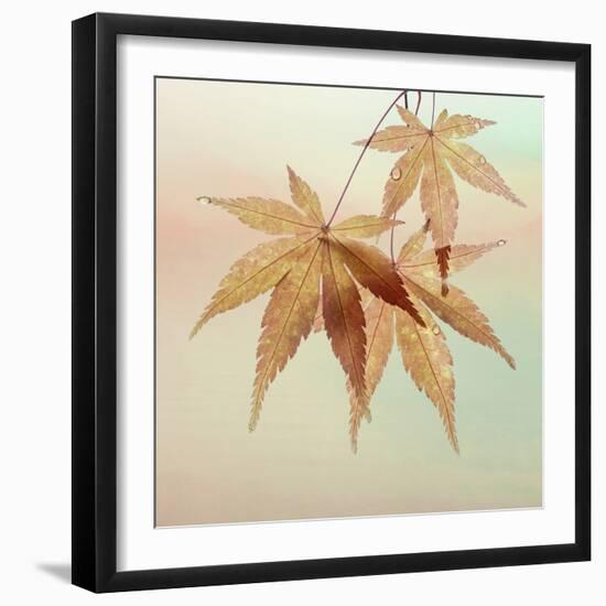USA, Washington State, Seabeck. Fall maple leaves.-Jaynes Gallery-Framed Photographic Print