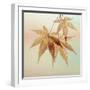 USA, Washington State, Seabeck. Fall maple leaves.-Jaynes Gallery-Framed Photographic Print