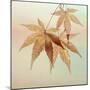 USA, Washington State, Seabeck. Fall maple leaves.-Jaynes Gallery-Mounted Photographic Print