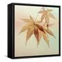 USA, Washington State, Seabeck. Fall maple leaves.-Jaynes Gallery-Framed Stretched Canvas