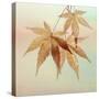 USA, Washington State, Seabeck. Fall maple leaves.-Jaynes Gallery-Stretched Canvas