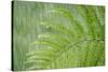 USA, Washington State, Seabeck. Fern in Rainfall-Don Paulson-Stretched Canvas