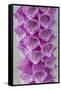 USA, Washington State, Seabeck. Foxglove blossoms close-up.-Jaynes Gallery-Framed Stretched Canvas