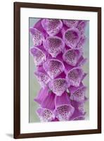 USA, Washington State, Seabeck. Foxglove blossoms close-up.-Jaynes Gallery-Framed Photographic Print