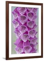 USA, Washington State, Seabeck. Foxglove blossoms close-up.-Jaynes Gallery-Framed Photographic Print