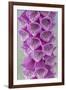 USA, Washington State, Seabeck. Foxglove blossoms close-up.-Jaynes Gallery-Framed Photographic Print