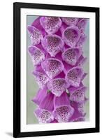 USA, Washington State, Seabeck. Foxglove blossoms close-up.-Jaynes Gallery-Framed Photographic Print