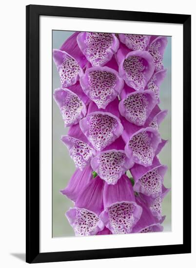 USA, Washington State, Seabeck. Foxglove blossoms close-up.-Jaynes Gallery-Framed Photographic Print