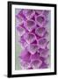 USA, Washington State, Seabeck. Foxglove blossoms close-up.-Jaynes Gallery-Framed Photographic Print