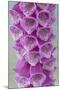 USA, Washington State, Seabeck. Foxglove blossoms close-up.-Jaynes Gallery-Mounted Photographic Print