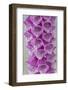 USA, Washington State, Seabeck. Foxglove blossoms close-up.-Jaynes Gallery-Framed Photographic Print