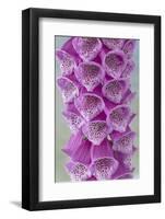 USA, Washington State, Seabeck. Foxglove blossoms close-up.-Jaynes Gallery-Framed Photographic Print