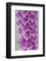 USA, Washington State, Seabeck. Foxglove blossoms close-up.-Jaynes Gallery-Framed Photographic Print