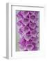 USA, Washington State, Seabeck. Foxglove blossoms close-up.-Jaynes Gallery-Framed Photographic Print